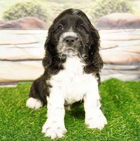 Cocker Spaniel