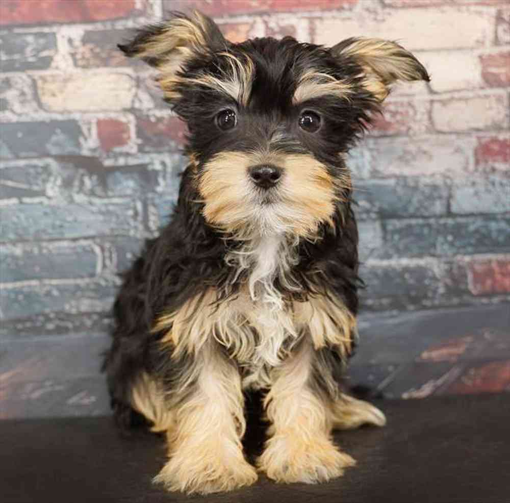 Image of a pet breed in the gallery