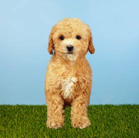 Cavapoo