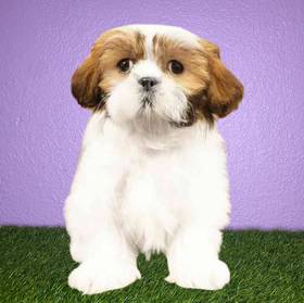 Shih Tzu