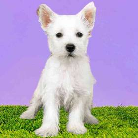 West Highland White Terrier