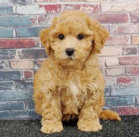 Bichapoo