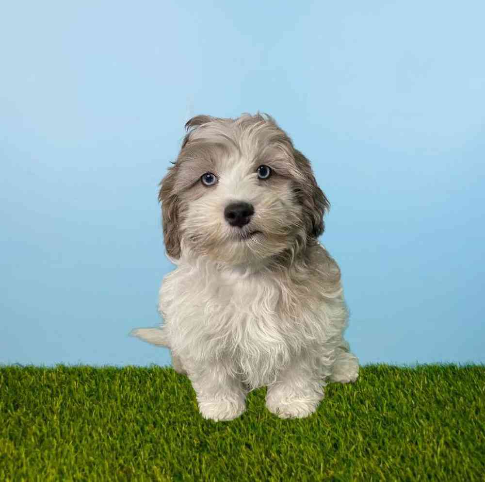 carousel pet images