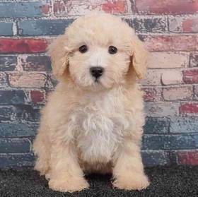 Poodle