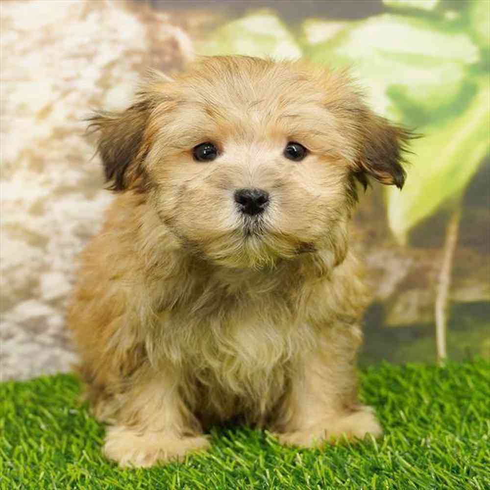 Image of a pet breed in the gallery