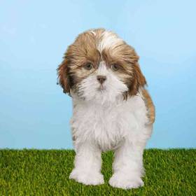 Shih Tzu