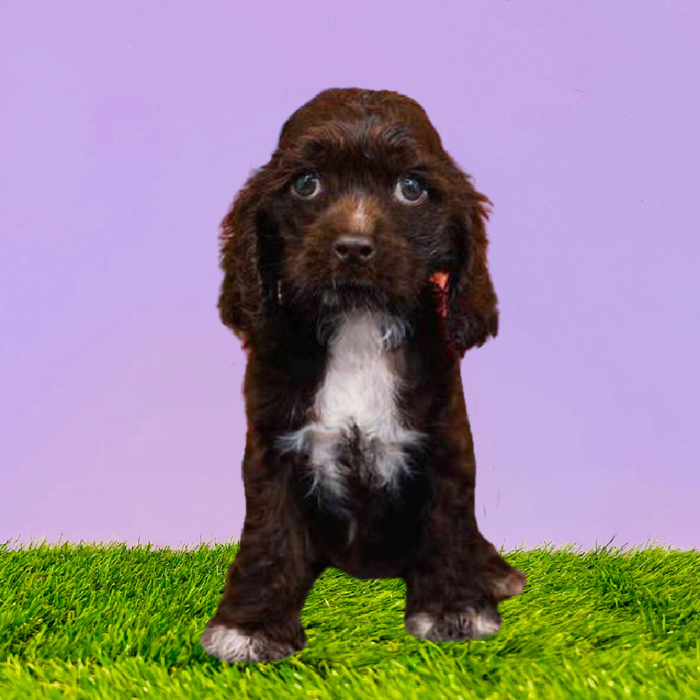 carousel pet images