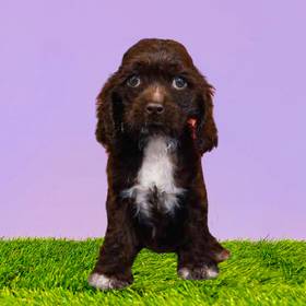 Cocker Spaniel
