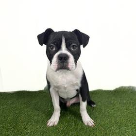 Boston Terrier