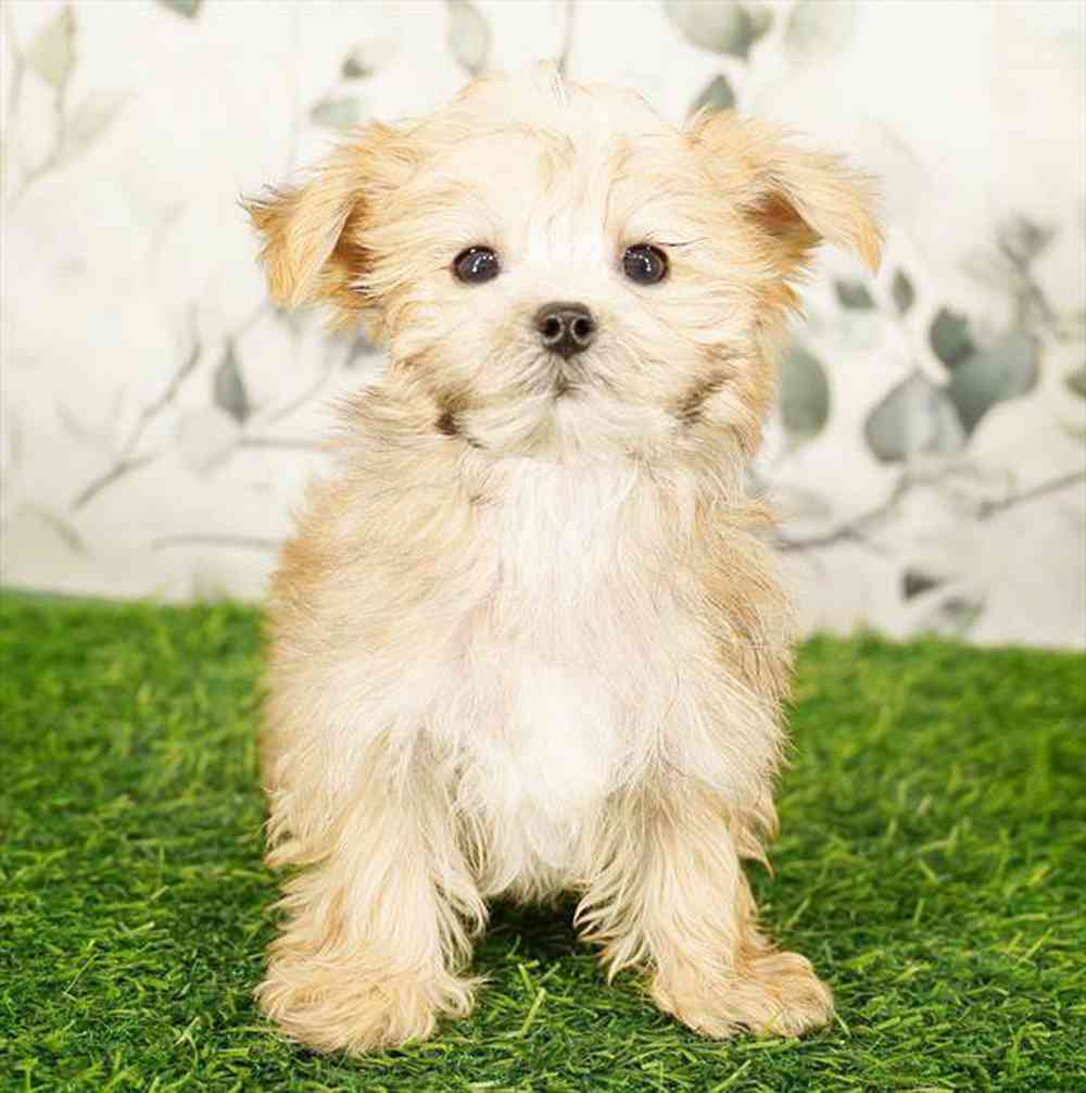 Image of a pet breed in the gallery