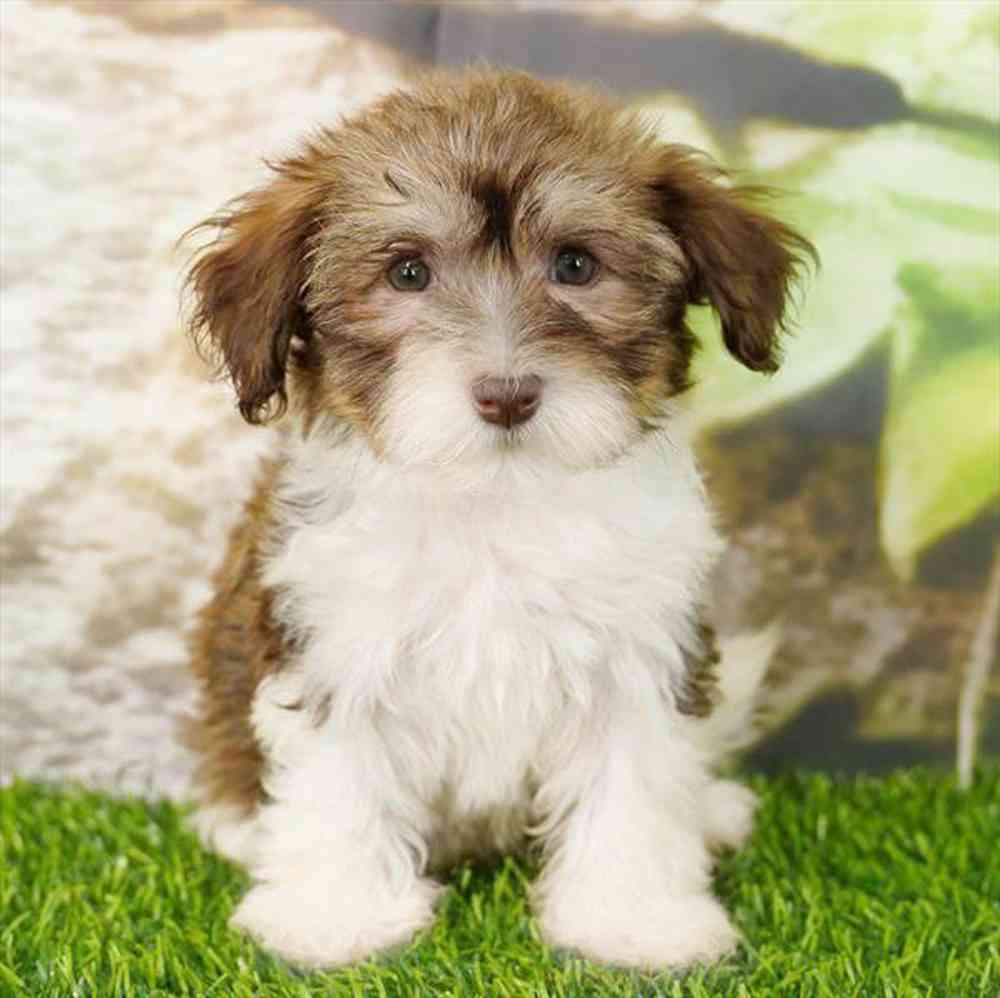 Image of a pet breed in the gallery