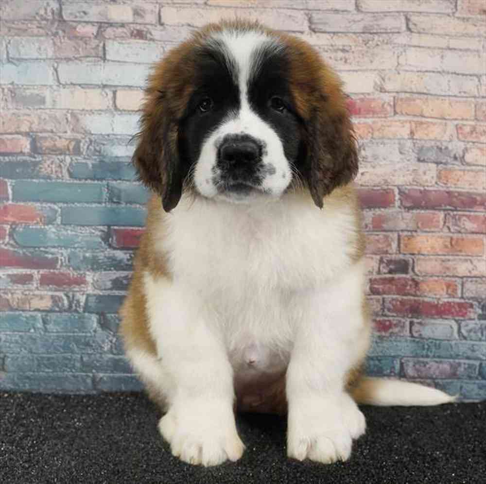 pet breed image