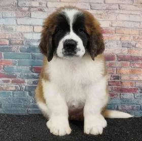 Saint Bernard