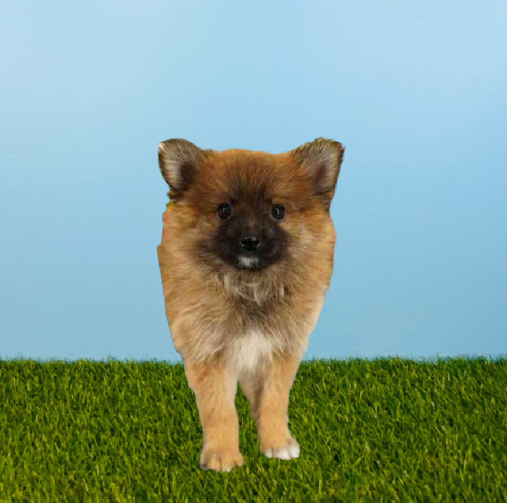 Male Pomeranian Puppy for Sale in Pasadena, TX