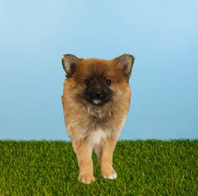 Pomeranian