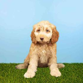 Cockapoo