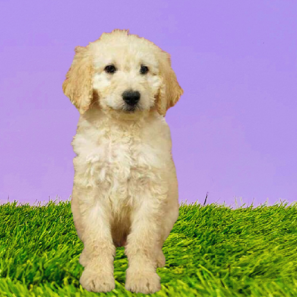 Male 2nd Gen Standard Goldendoodle Puppy for Sale in Marietta, GA