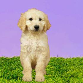 2nd Gen Standard Goldendoodle