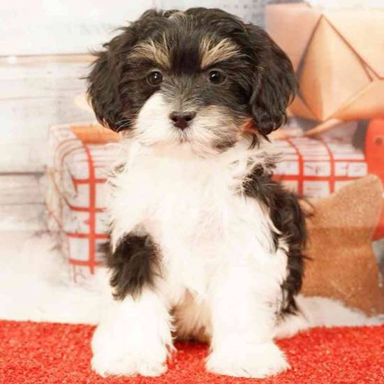 Havanese-Maltese