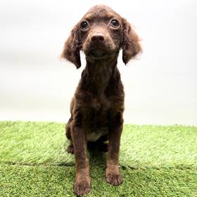 Cockapoo