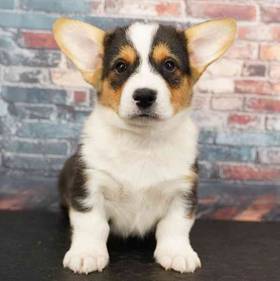 Pembroke Welsh Corgi