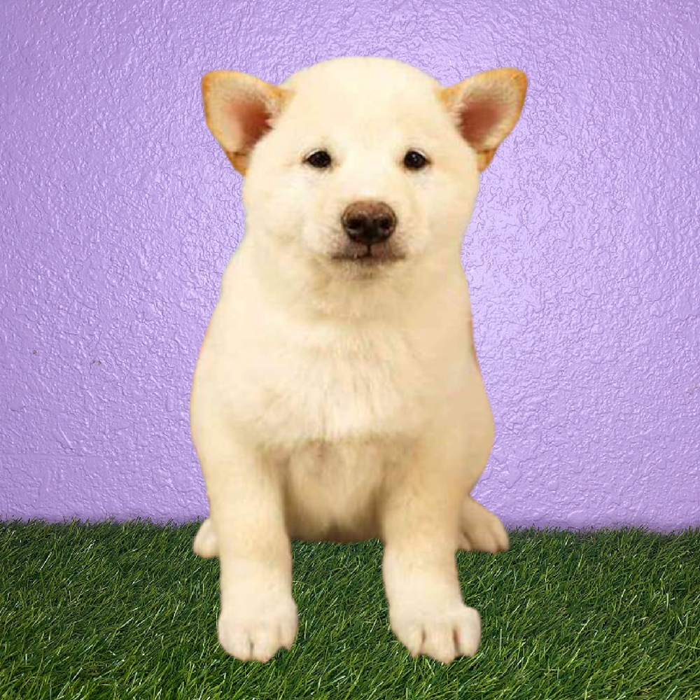 Male Shiba Inu Puppy for Sale in New Braunfels, TX