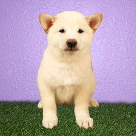 Shiba Inu