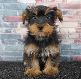 Yorkie