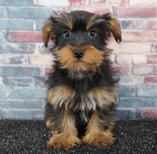 Yorkie