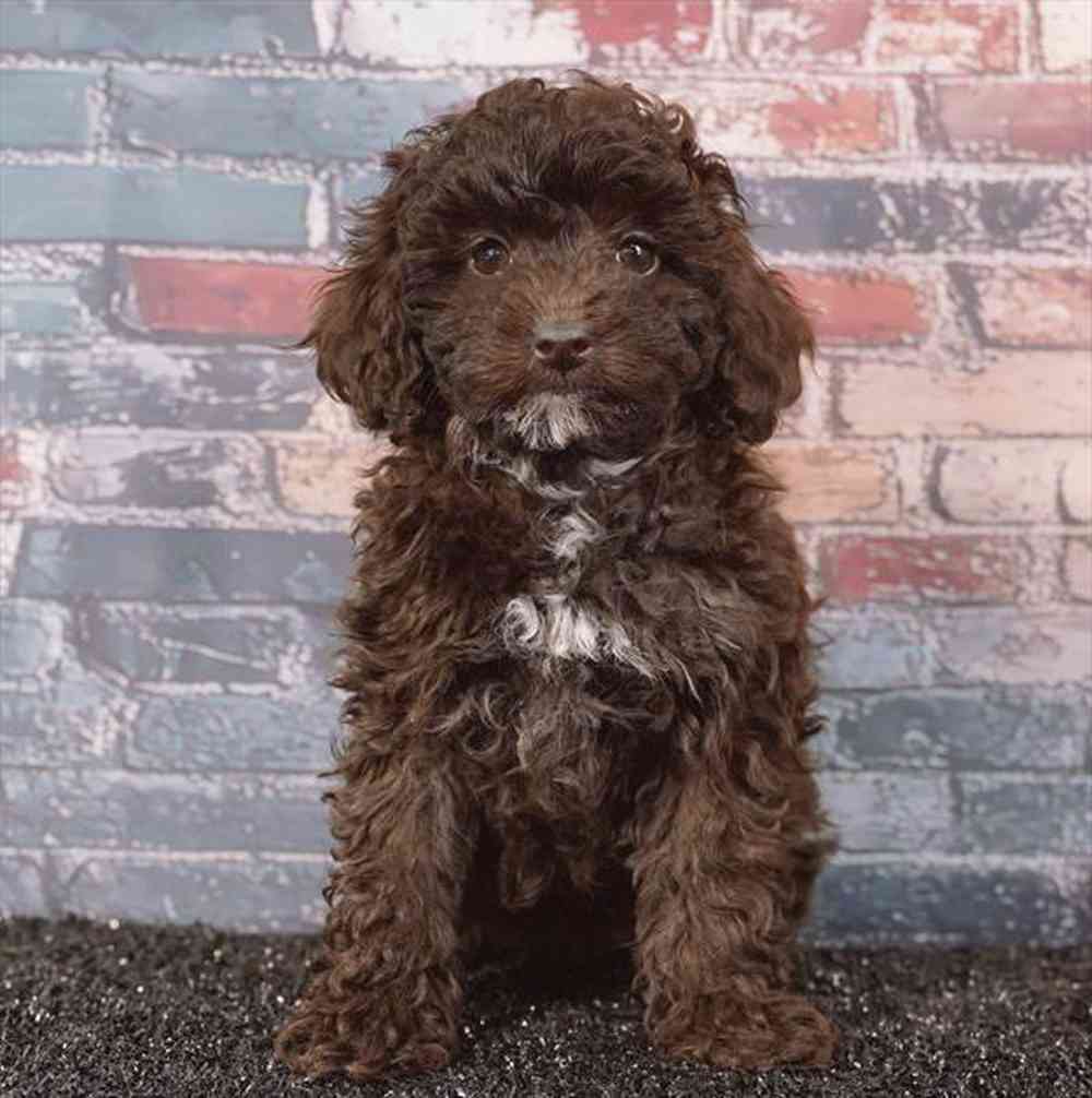 Image of a pet breed in the gallery