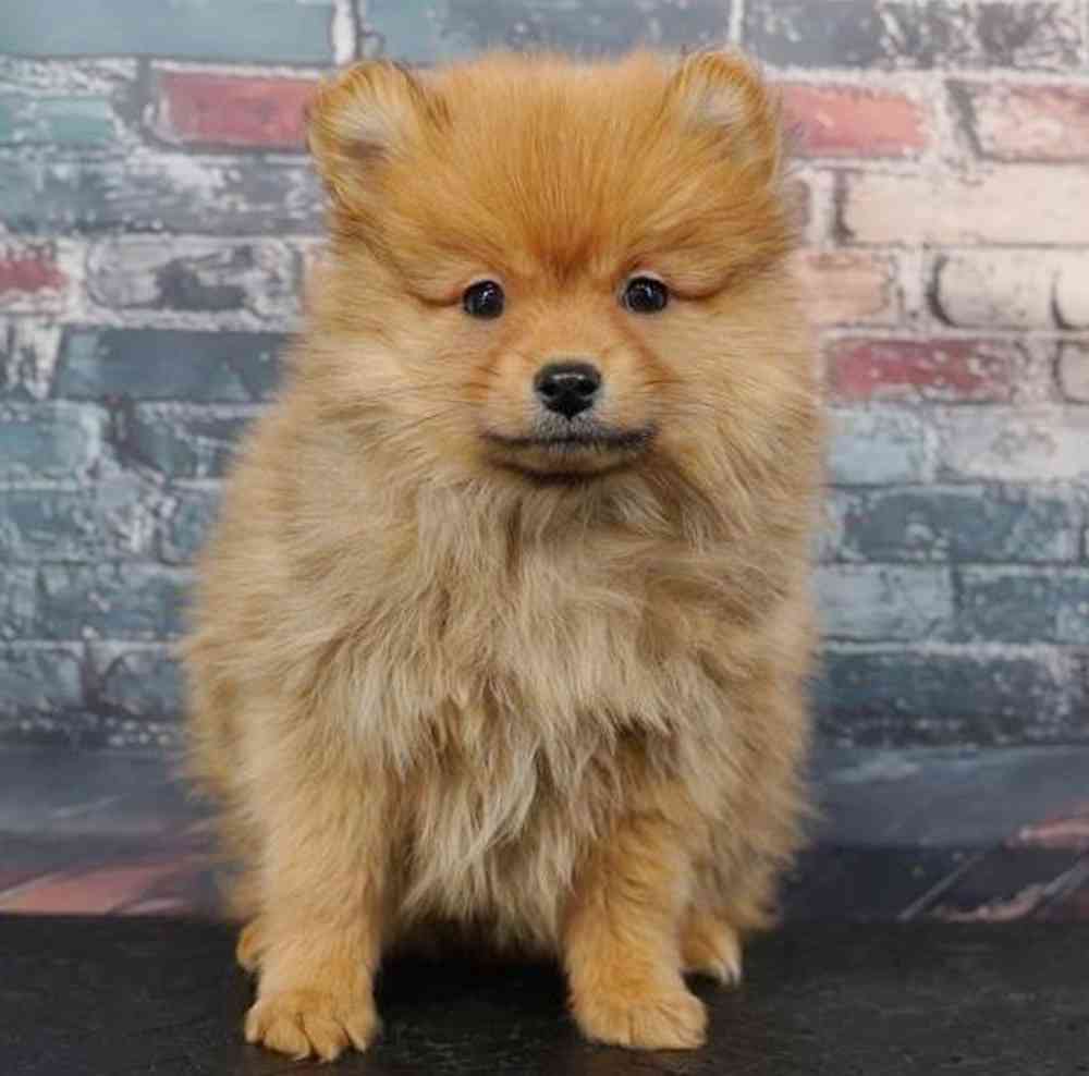 Image of a pet breed in the gallery