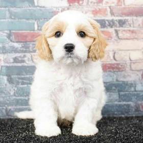 Cavachon