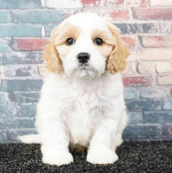 Cavachon