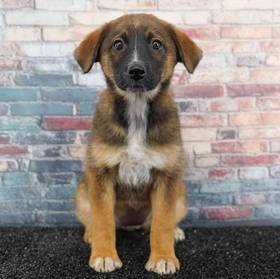 Australian Shepard-German Shephard