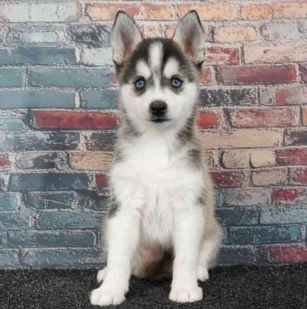 Image of a pet breed in the gallery
