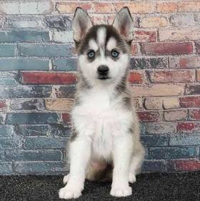 Alaskan Klee Kai