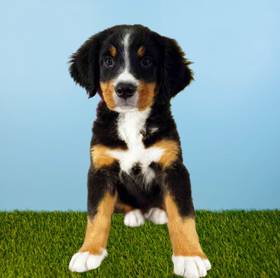 Bernese Mountain Dog