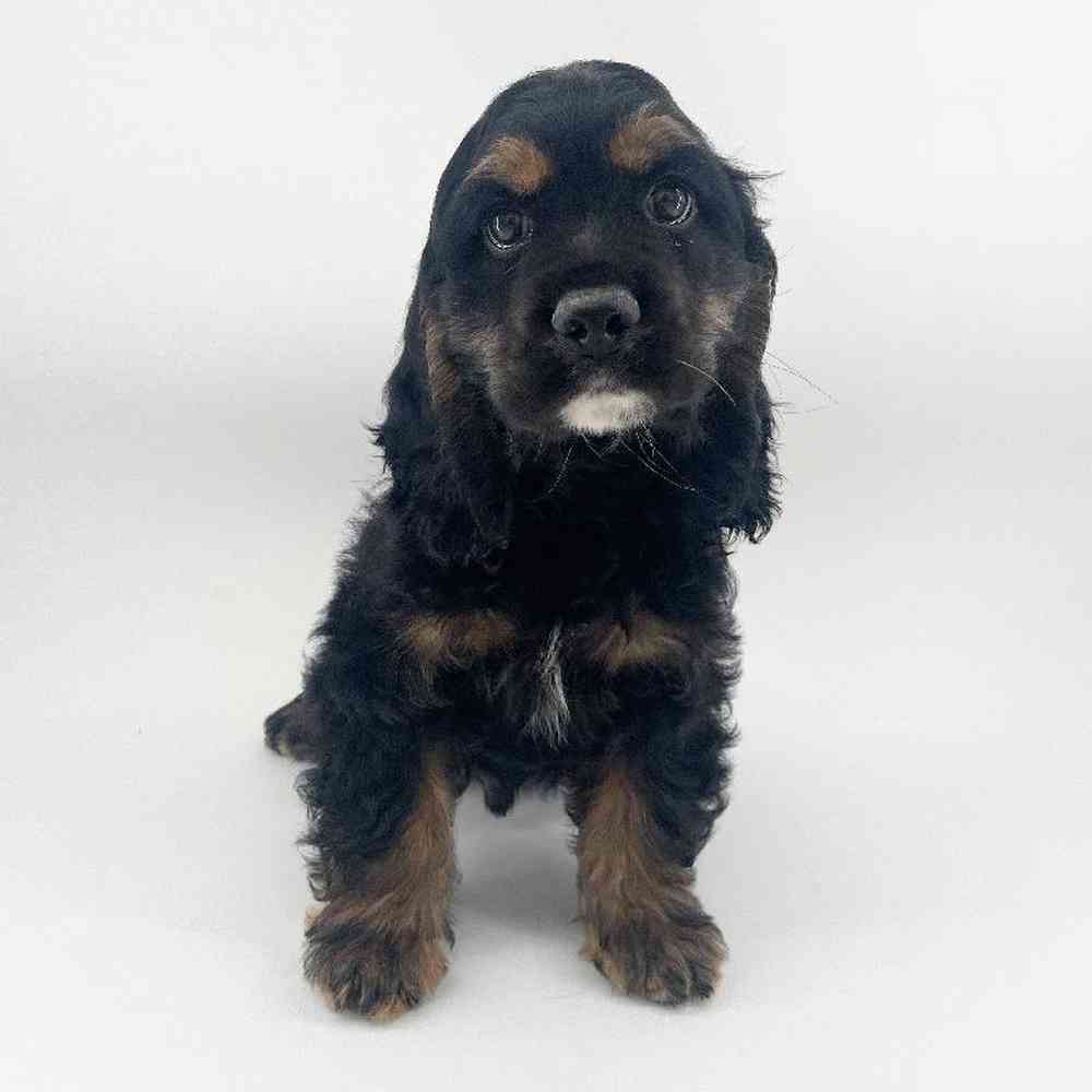 pet breed image