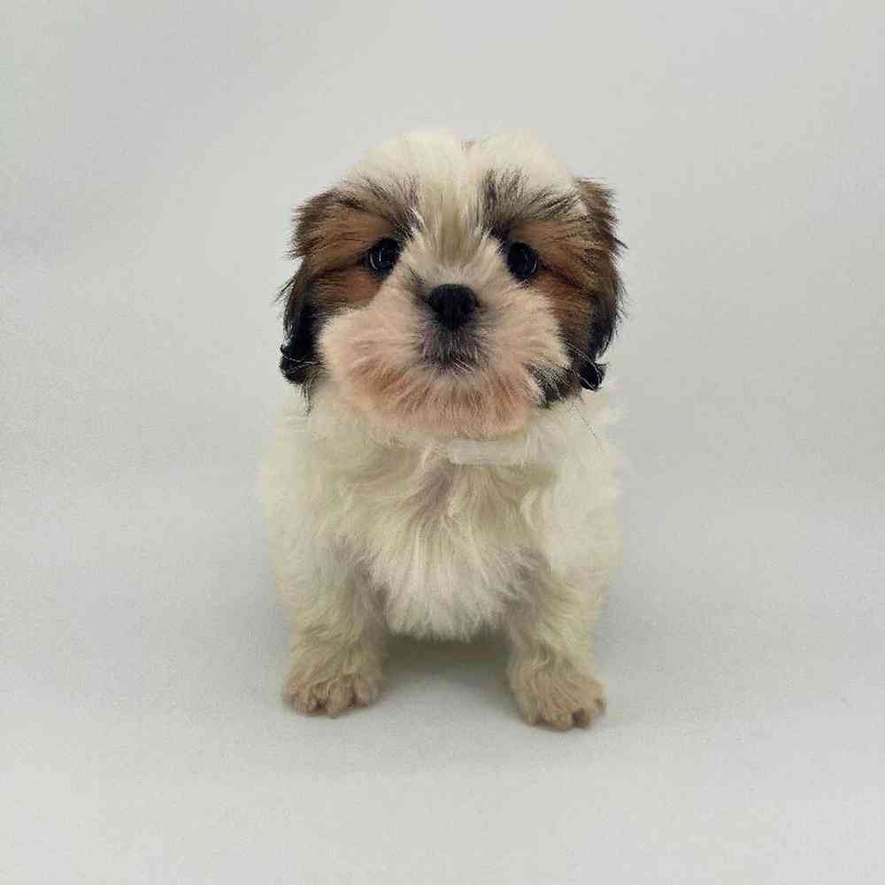 pet breed image