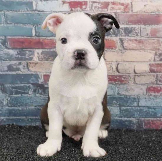 Boston Terrier