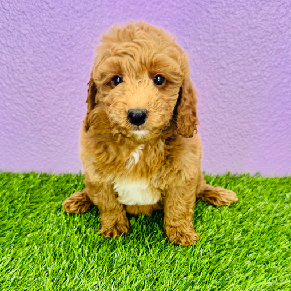 Image of a pet breed in the gallery