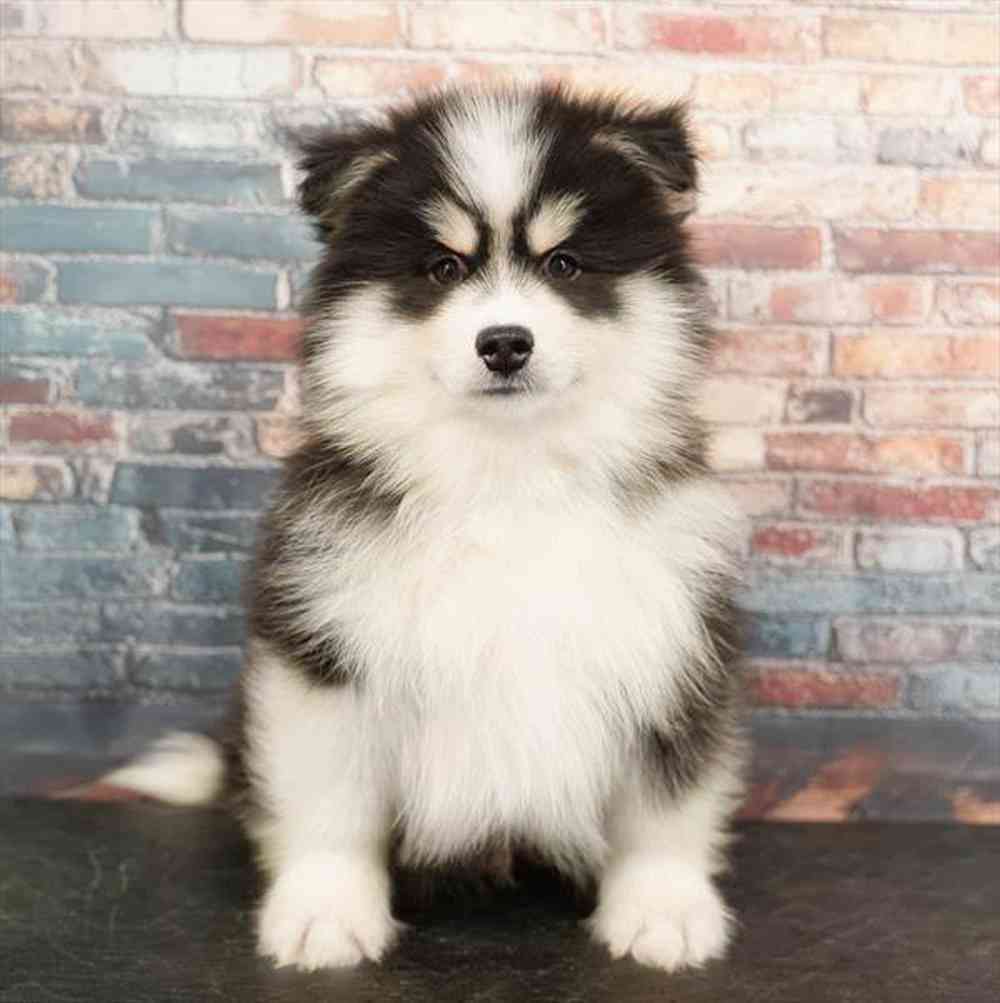 Image of a pet breed in the gallery