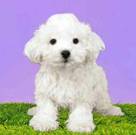 Bichon