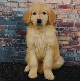 Mini Goldendoodle