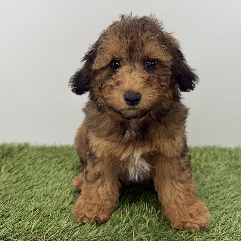 pet breed image