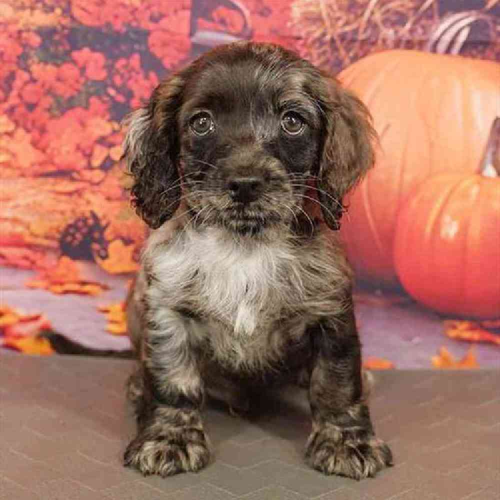 Image of a pet breed in the gallery