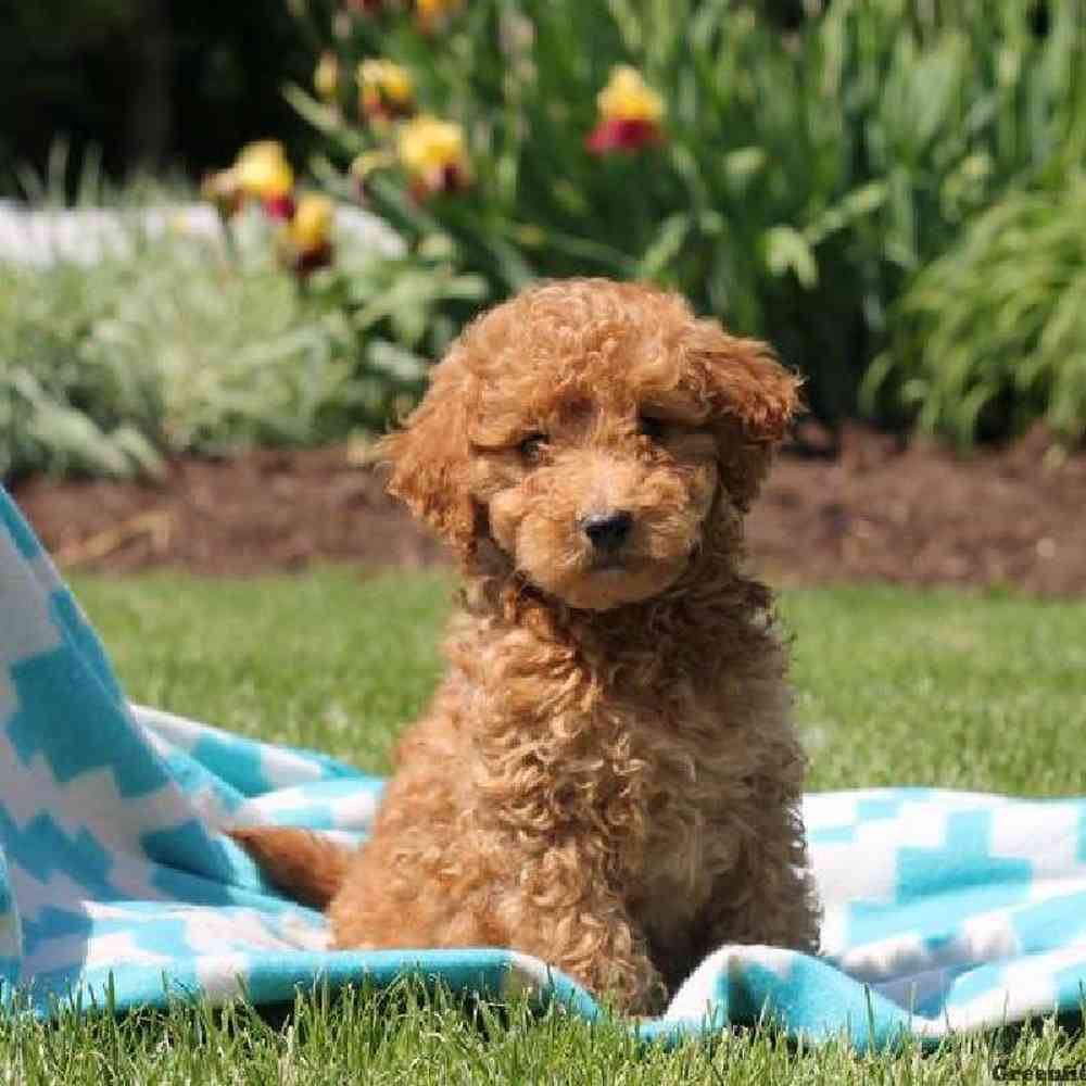Mini whoodle breeders near hot sale me