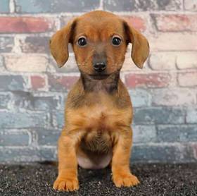 Dachshund