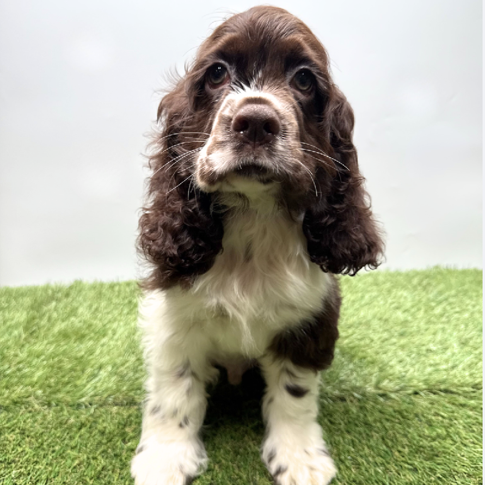 pet breed image