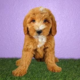 2nd Gen Mini Goldendoodle